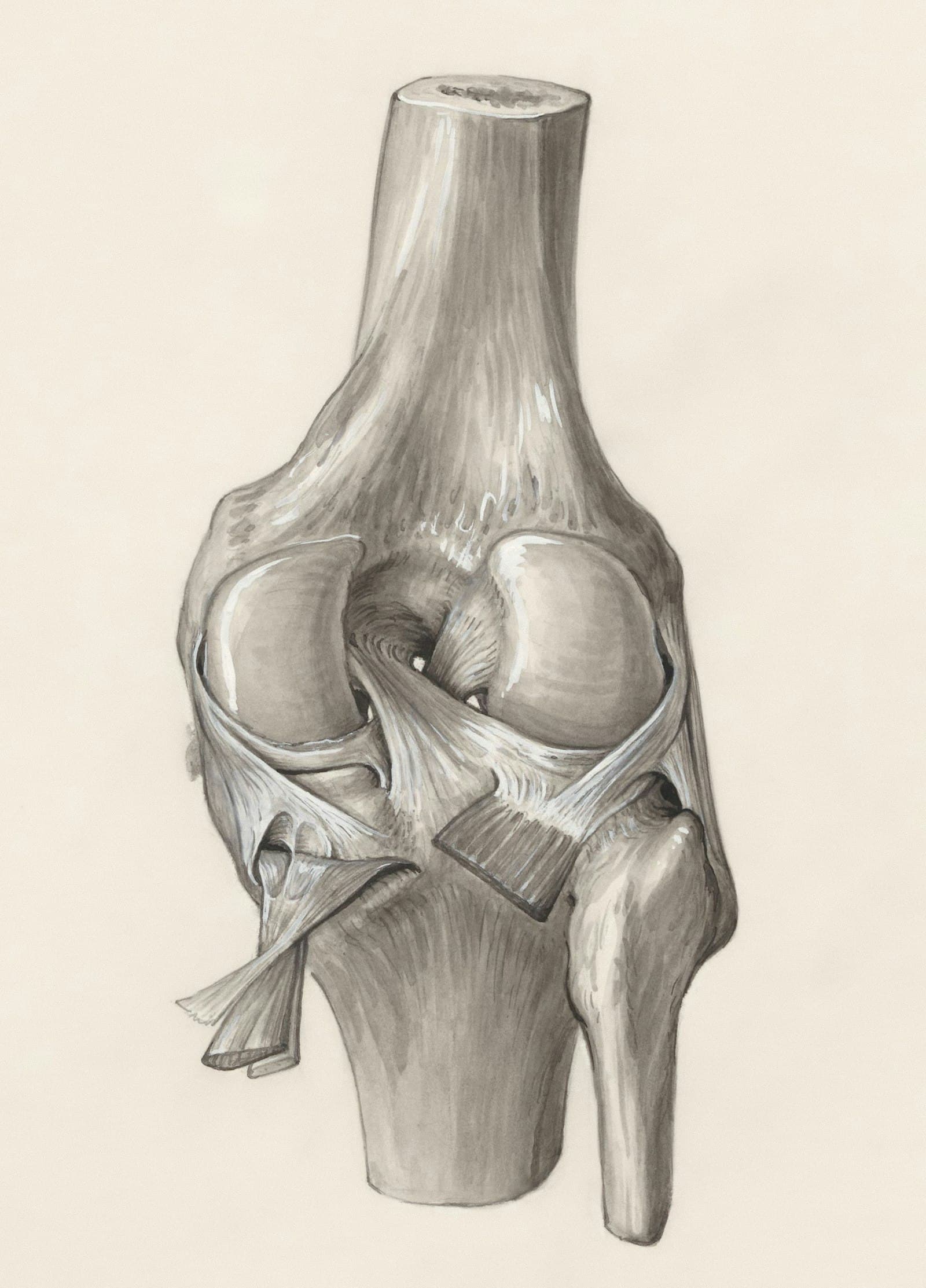 Detailed pencil illustration of the human knee joint anatomy
