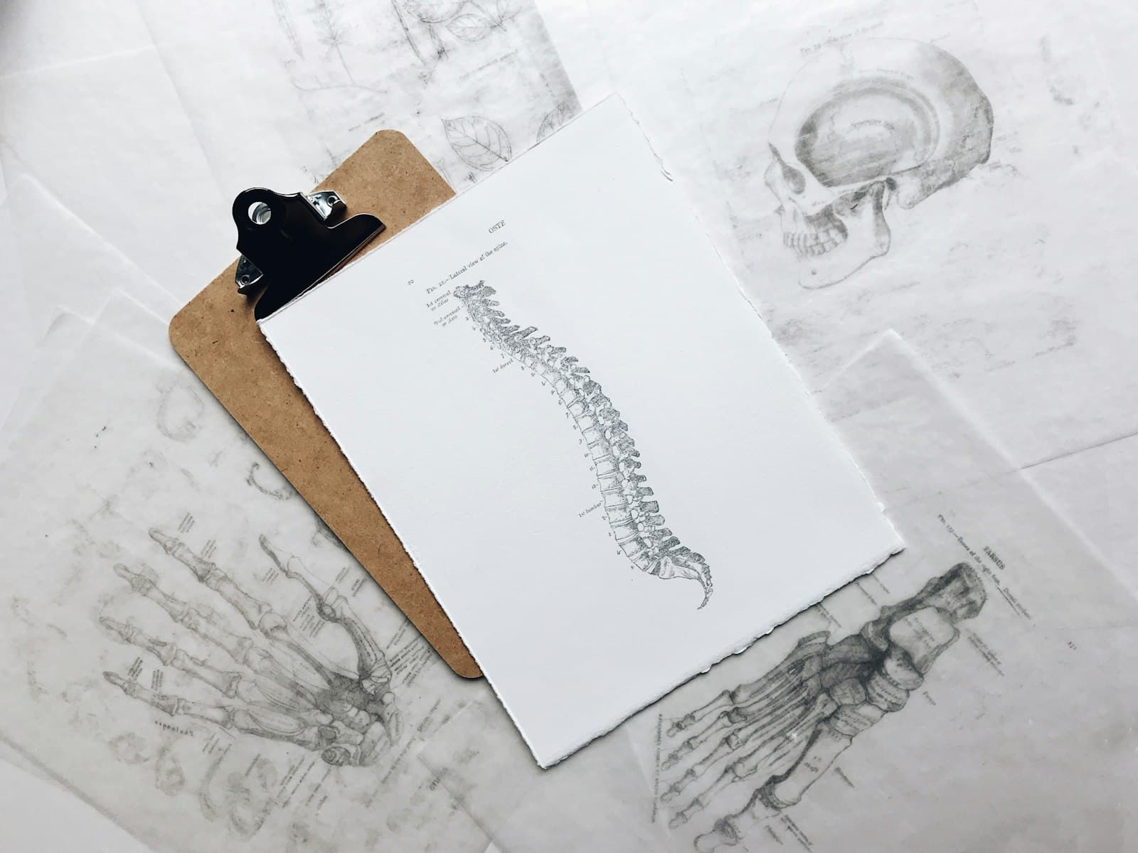 A detailed anatomical pencil illustration of the human spine on a clipboard, surrounded by skull and skeletal sketches