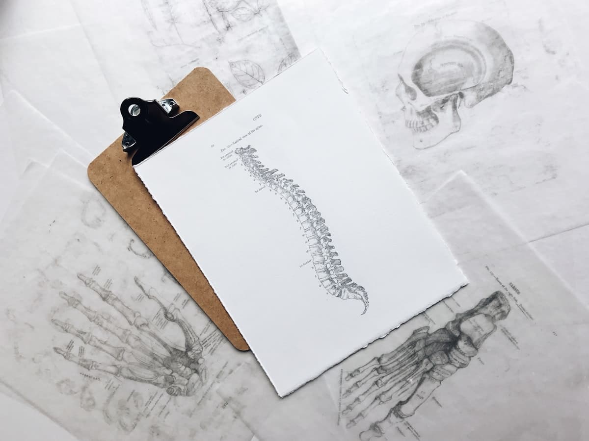 Anatomical spine illustration on a clipboard — vintage scientific drawing